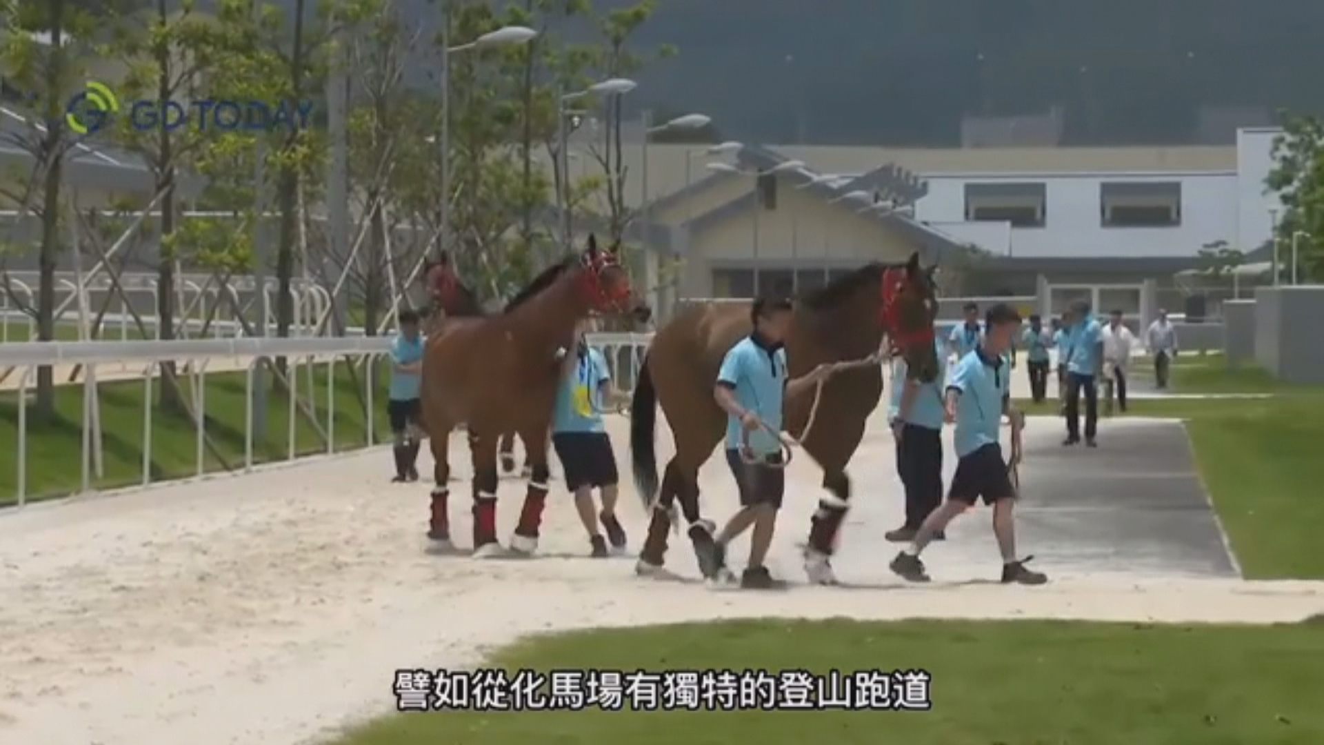 廣州從化馬場實現高效運作　當地海關續推馬匹便利通關等措施