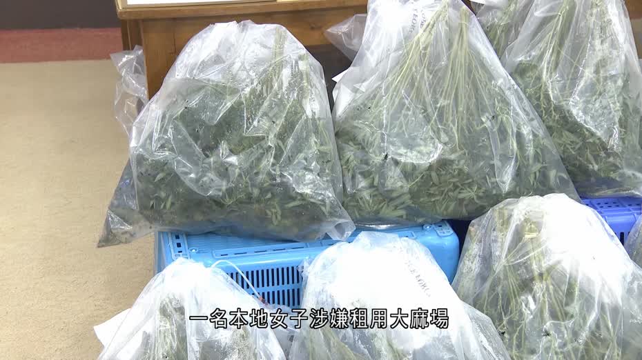 警搗葵青、觀塘大麻種植場　檢2,000萬元毒品拘3人