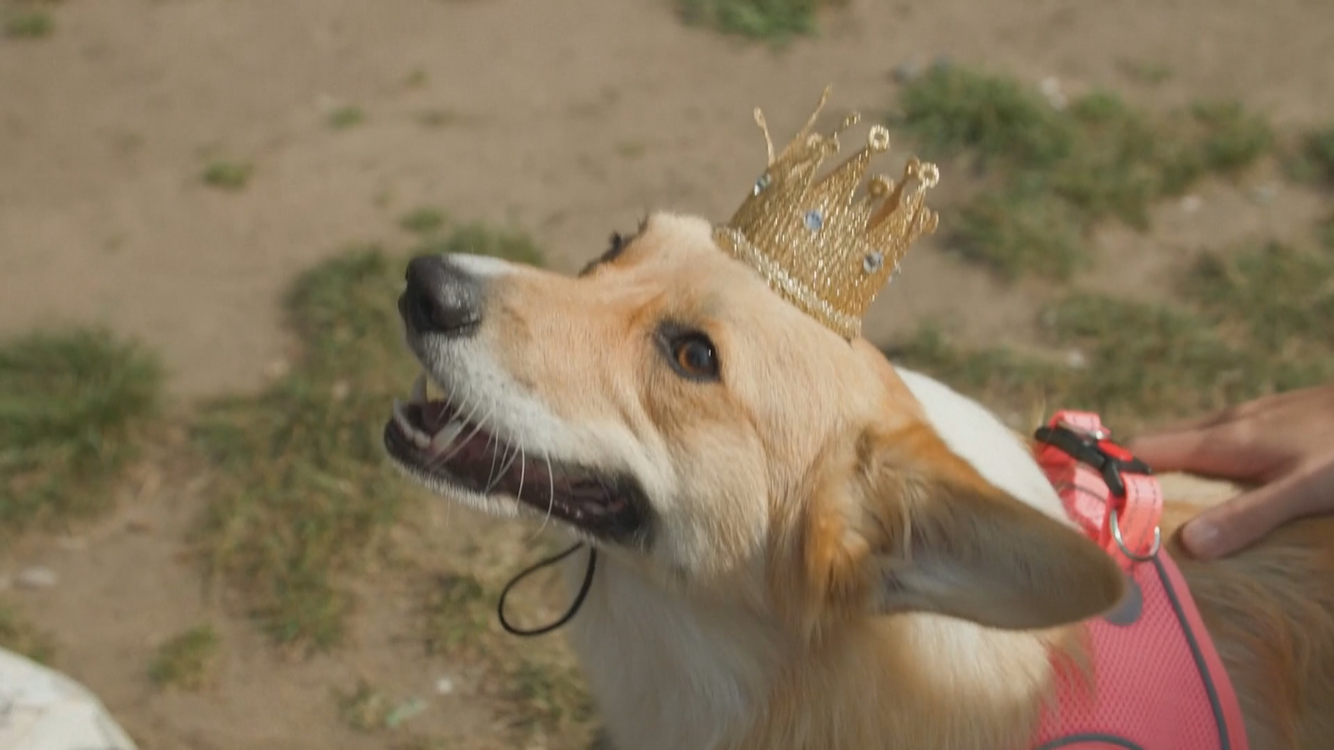 倫敦哥基犬巡遊紀念英女王逝世一周年